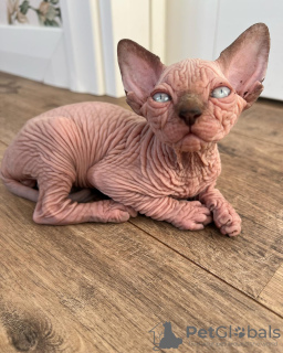 Foto №1. sphynx-katze - zum Verkauf in der Stadt South Lake Tahoe | 473€ | Ankündigung № 93316