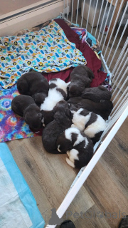 Foto №2 zu Ankündigung № 137806 zu verkaufen neufundländer - einkaufen Deutschland züchter