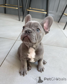 Foto №1. französische bulldogge - zum Verkauf in der Stadt Edmundston | 350€ | Ankündigung № 138019