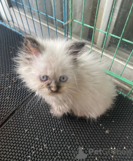 Foto №2 zu Ankündigung № 108915 zu verkaufen ragdoll-katze - einkaufen Deutschland quotient 	ankündigung, züchter