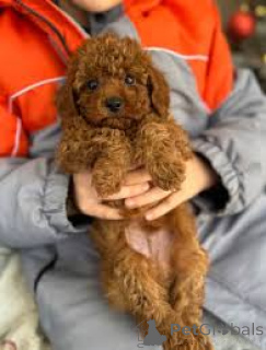 Foto №3. Toy Poedel Puppies zum Kauf. Niederlande