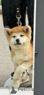 Foto №2 zu Ankündigung № 144150 zu verkaufen akita - einkaufen Georgien quotient 	ankündigung