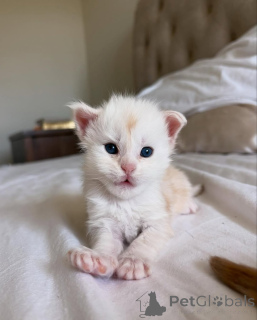 Foto №1. maine-coon-katze - zum Verkauf in der Stadt München | 350€ | Ankündigung № 150584
