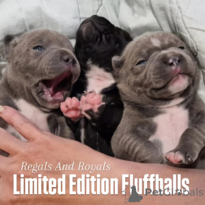 Foto №1. staffordshire bull terrier - zum Verkauf in der Stadt Zagreb | verhandelt | Ankündigung № 140369