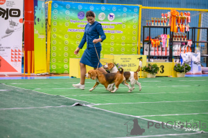 Foto №2 zu Ankündigung № 149741 zu verkaufen beagle - einkaufen Russische Föderation quotient 	ankündigung