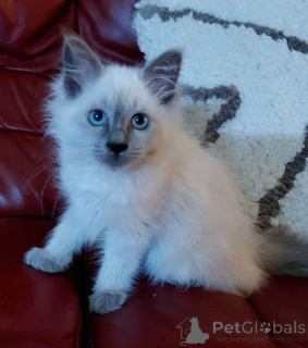 Foto №1. birma-katze - zum Verkauf in der Stadt Frrechisch | 350€ | Ankündigung № 177033