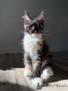 Foto №2 zu Ankündigung № 155398 zu verkaufen maine-coon-katze - einkaufen Dänemark quotient 	ankündigung