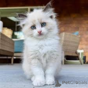 Foto №2 zu Ankündigung № 168352 zu verkaufen ragdoll-katze - einkaufen Polen quotient 	ankündigung, züchter