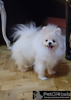 Foto №4. Ich werde verkaufen pommersche spitz in der Stadt Belgrad. züchter - preis - verhandelt