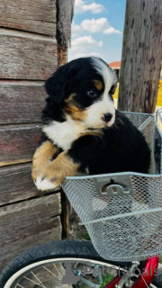 Foto №3. Berno kalnų šunų šuniukai.. Litauen