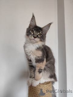Foto №3. Abverkauf !! Zwei Maine Coon Katzen Sind gratis. Deutschland