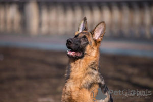 Foto №2 zu Ankündigung № 10448 zu verkaufen deutscher schäferhund - einkaufen Russische Föderation züchter