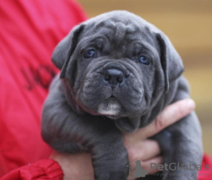 Zusätzliche Fotos: CANE CORSO puppies