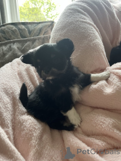 Foto №3. Longhair Chihuahua Welpen zum Verkauf. USA