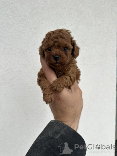 Foto №3. Toy red poodles!. Serbien