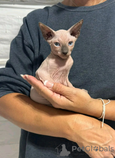 Foto №2 zu Ankündigung № 137097 zu verkaufen sphynx-katze - einkaufen Deutschland züchter