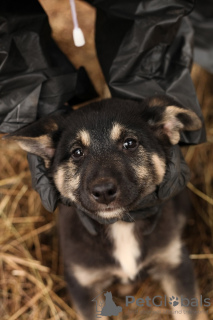 Zusätzliche Fotos: Der netteste Kuzya wurde nach dem Tod seines Besitzers als Waise zurückgelassen!