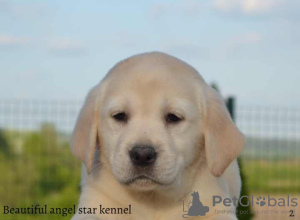 Foto №2 zu Ankündigung № 99379 zu verkaufen labrador retriever - einkaufen Serbien züchter