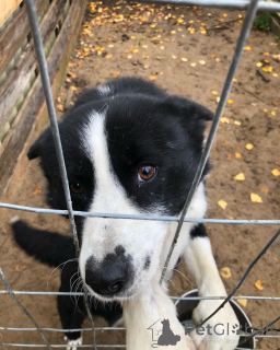 Foto №2 zu Ankündigung № 164334 zu verkaufen karelischer bärenhund - einkaufen Finnland quotient 	ankündigung