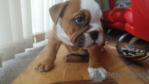 Foto №4. Ich werde verkaufen englische bulldogge in der Stadt Berlin.  - preis - 400€