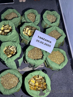 Foto №1. mischlingshund - zum Verkauf in der Stadt Zürich | verhandelt | Ankündigung № 143556