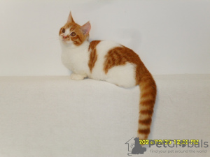 Foto №3. Menuett. Russische Föderation