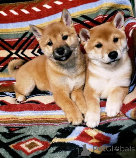 Foto №1. shiba - zum Verkauf in der Stadt Espartinas | verhandelt | Ankündigung № 169901