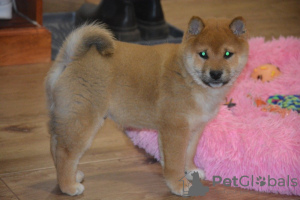 Foto №3. Beautiful shiba inu. Österreich