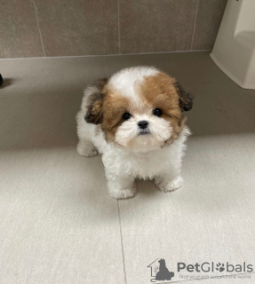 Foto №2 zu Ankündigung № 44000 zu verkaufen pudel (toy) - einkaufen Deutschland züchter