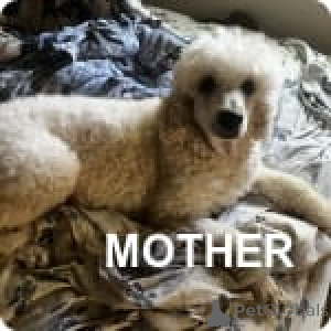 Foto №2 zu Ankündigung № 147536 zu verkaufen pudel (toy) - einkaufen USA quotient 	ankündigung