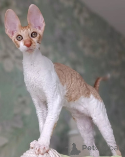 Foto №3. ICA-registrierte Cornish Rex-Kätzchen verfügbar. Schweden