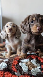 Foto №3. ANTACKELWELPEN ZUM VERKAUF.. Deutschland