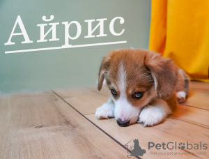 Foto №2 zu Ankündigung № 47151 zu verkaufen welsh corgi - einkaufen Russische Föderation züchter