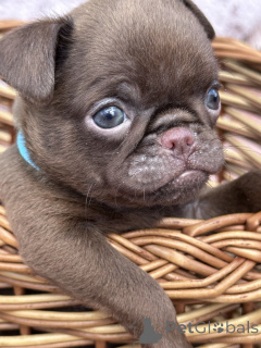 Foto №1. otterhund - zum Verkauf in der Stadt Sivats | verhandelt | Ankündigung № 167436