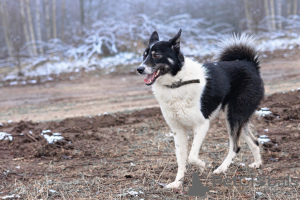 Foto №2 zu Ankündigung № 95969 zu verkaufen mischlingshund - einkaufen Russische Föderation quotient 	ankündigung