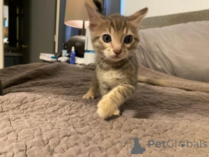 Foto №1. bengal katzenrasse - zum Verkauf in der Stadt Zapfen | 350€ | Ankündigung № 171022