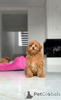 Foto №1. malteser - zum Verkauf in der Stadt Kiew | verhandelt | Ankündigung № 164612