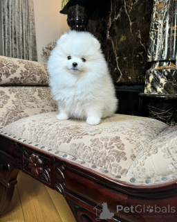 Foto №1. pommersche spitz - zum Verkauf in der Stadt Amberg | 455€ | Ankündigung № 166628