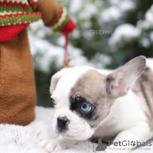 Foto №3. Erstaunlich seltene Farbe French Bulldog Merle Welpe männlich und weiblich. Niederlande