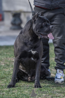 Zusätzliche Fotos: Cane Corso-Welpen