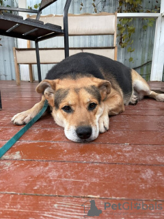 Foto №3. Junger Hund in guten Händen. Russische Föderation