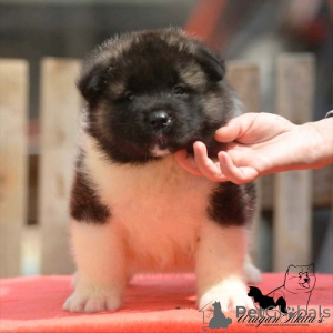 Foto №2 zu Ankündigung № 174448 zu verkaufen akita - einkaufen Serbien züchter