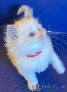 Foto №2 zu Ankündigung № 144560 zu verkaufen türkisch angora - einkaufen Deutschland züchter