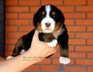 Foto №4. Ich werde verkaufen berner sennenhund in der Stadt Kolomna. vom kindergarten - preis - 12€