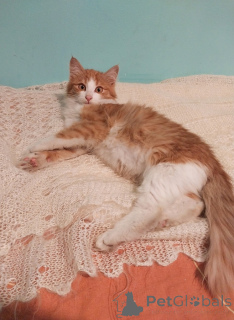 Foto №2 zu Ankündigung № 159492 zu verkaufen  - einkaufen Russische Föderation quotient 	ankündigung