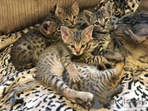 Zusätzliche Fotos: Leidenschaftliche Savannah-Kätzchen mit Stammbaum zum Verkauf an ein liebevolles