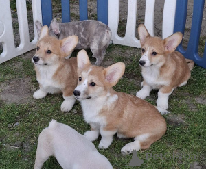 Foto №2 zu Ankündigung № 168777 zu verkaufen welsh corgi - einkaufen Serbien züchter