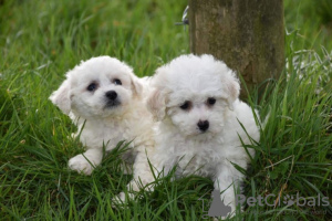 Foto №3. Reinrassige Bichon Frise-Welpen ab sofort verfügbar. Deutschland