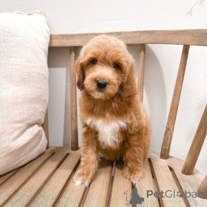 Foto №1. cavalier king charles spaniel - zum Verkauf in der Stadt Crefind | 580€ | Ankündigung № 175489