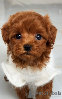 Foto №4. Ich werde verkaufen malteser in der Stadt Augsburg. züchter - preis - 1200€